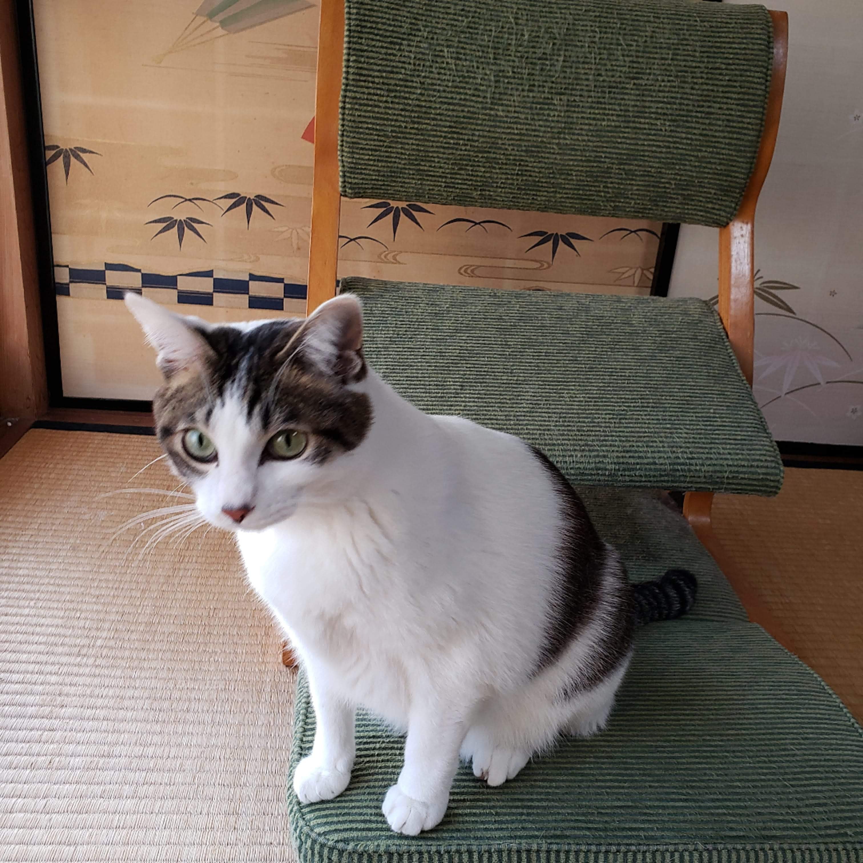 元写真の猫