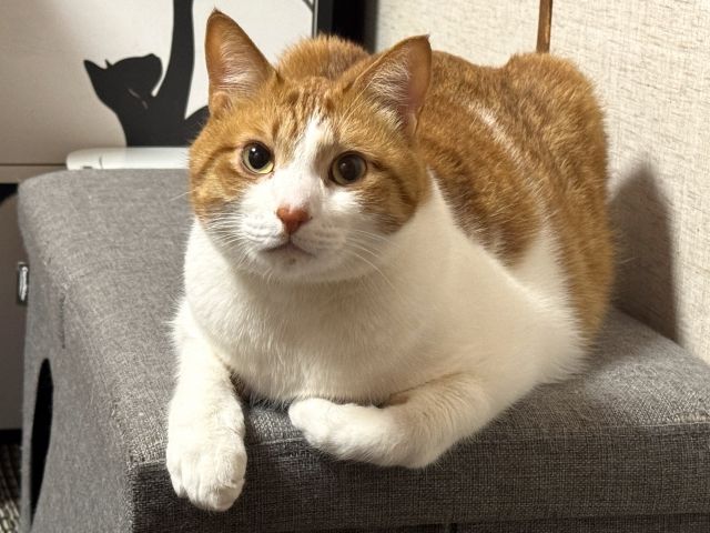 背景補完前のペット画像