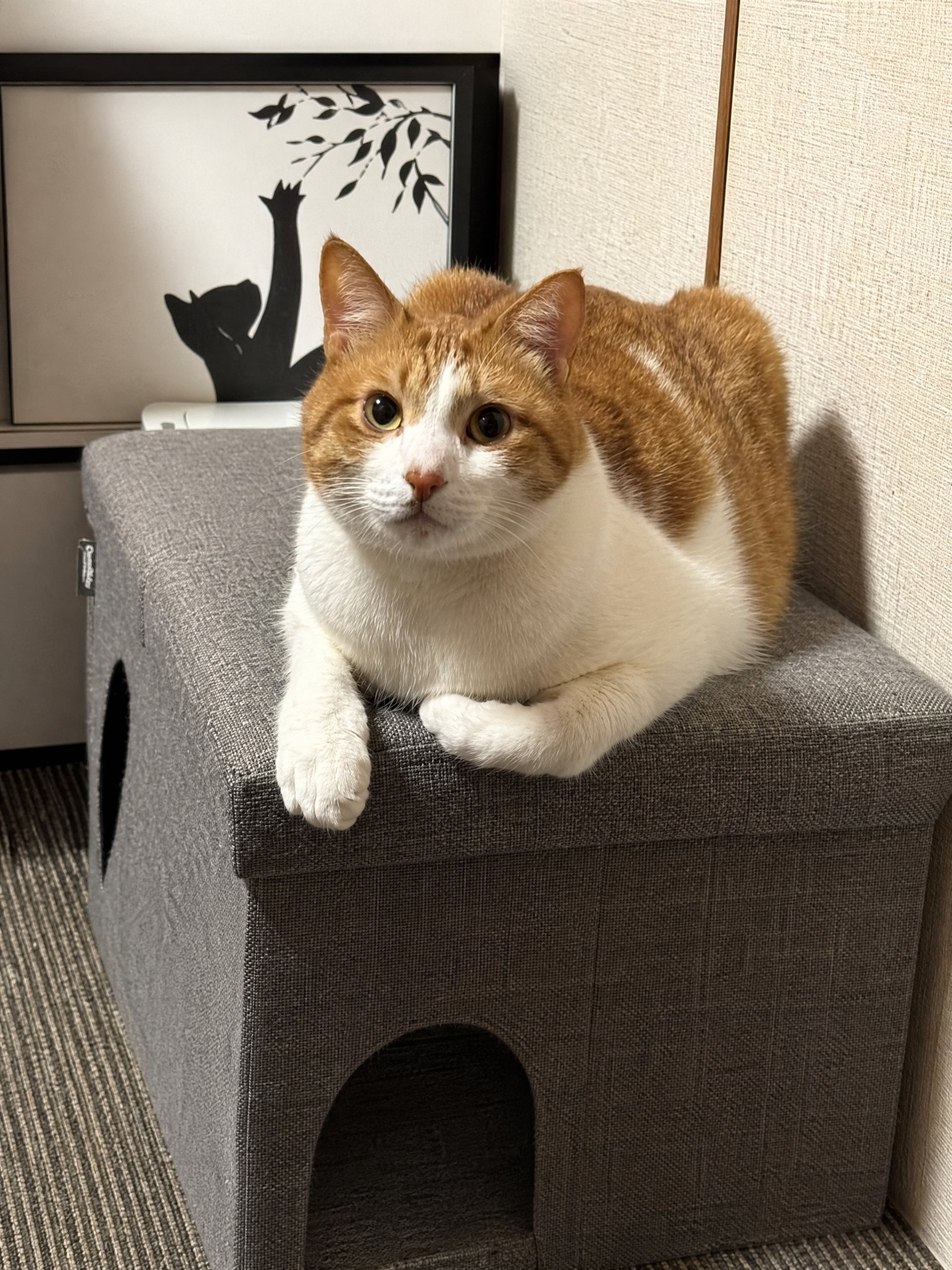 背景が自然に補完されたペット画像
