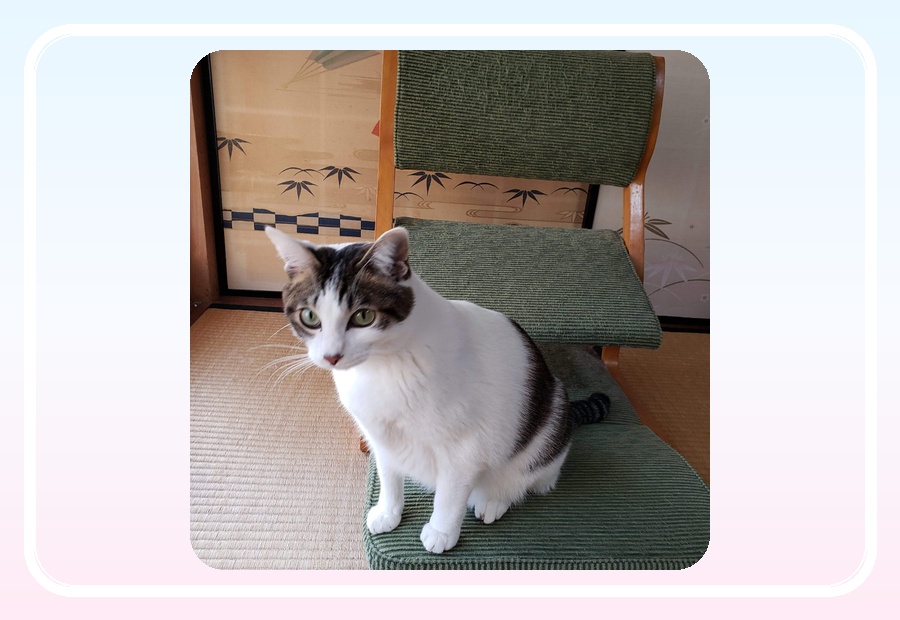 写真を送る